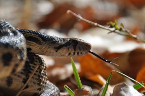 Close up image of a snake on Deer Flat National Wildlife Refuge.