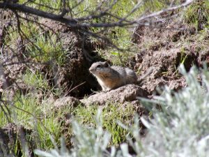 Southern Idaho ground squirrel in native habitat near burrow.