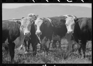 Cattle at Cruzen Ranch in Valley County, Idaho, 1941